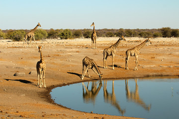 6 Giraffen am Wasserloch in Etosha