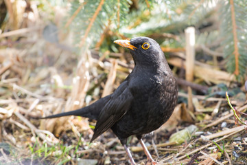 Amsel männlich