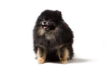 Obraz premium Black dog breed Pomeranian isolated on white