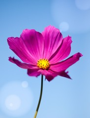 fleur cosmos