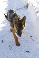 Dog in a winter park