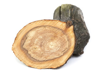 Old dry tree fragment on white background