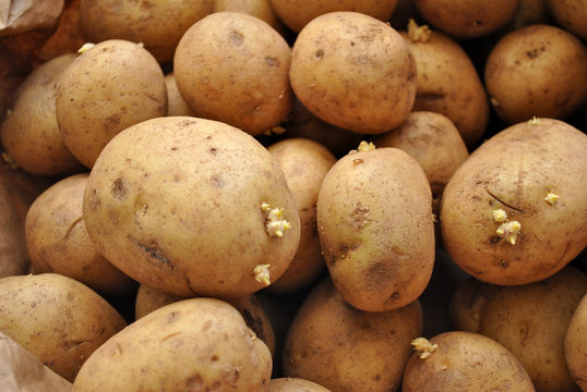 Background of Whole Fresh Potatoes