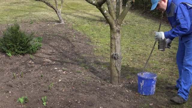 gardener man mix whitewash liquid in blue bucket near apple fruit tree.