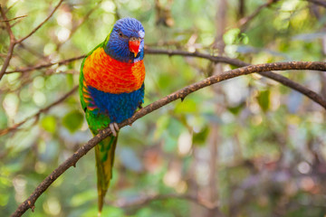 Colorful Parrot in Loro Park, Tenerife