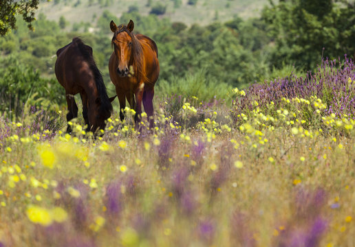 Retuerta horses (Equus ferus caballus) once native, now re-introduced to graze in Campanarios de Azaba Biological Reserve, a rewilding Europe Area, Salamanca, Castilla y Leon, Spain