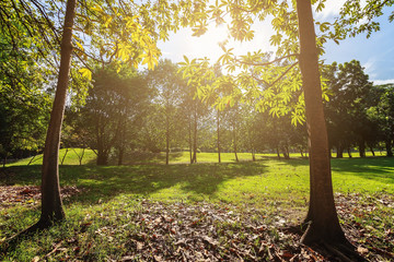 The landscapse tree and sunlight in park