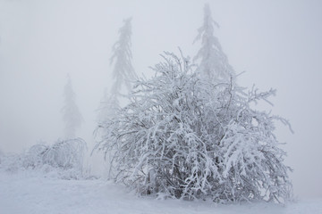 Winter im Nebel