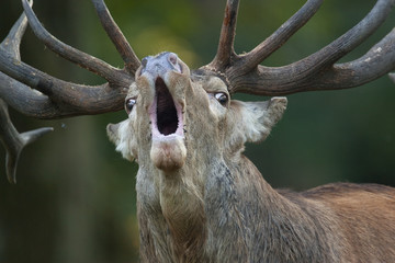 Red deer (Cervus elaphus) stag calling during rut, Klampenborg Dyrehaven, Denmark, September 2008. WWE BOOK. WWE OUTDOOR EXHIBITION.PRESS IMAGE.