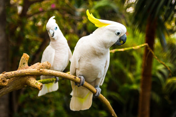 Two white cockatooes in Loro Park in Tenerife