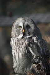 Eule im Nürnberger Tiergarten