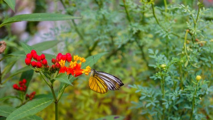 Butterfly on flower in nature