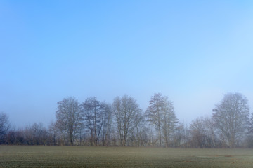 Obraz premium Nebel im Wald mit blauem Himmel im Frühling