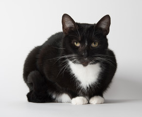 Cute tuxedo cat on white