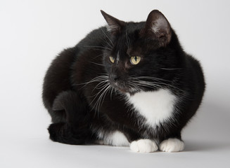 Cute tuxedo cat on white