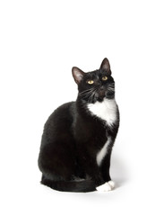 Cute tuxedo cat on white