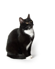 Cute tuxedo cat on white