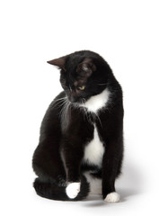 Cute tuxedo cat on white