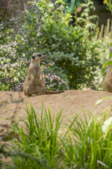 Erdmännchen im Nürnberger Tiergarten