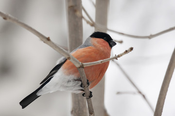 Male bullfinch sitting on branch, side view. Very beautiful red bird with black hat, symbol of winter, Christmas and New Year.  Bird in wildlife.