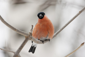 Male bullfinch sitting on branch, front view. Very beautiful red bird with black hat, symbol of winter, Christmas and New Year.  Bird in wildlife.