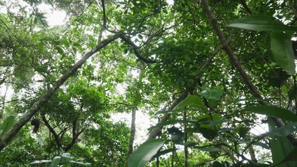 Video: African stock video of green tropical coastal forest jungle ...