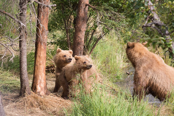 Alaskan brown bear sow and cubs