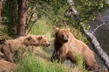 Obraz premium Alaskan brown bear sow and cubs
