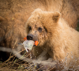 Fototapeta premium Alaskan brown bear cub with salmon