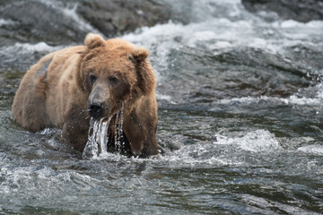 Alaskan brown bear in water