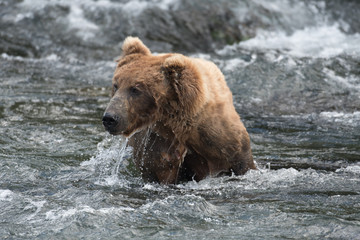 Alaskan brown bear in water