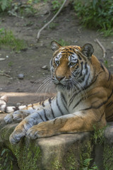 Tiger im Nürnberger Tiergarten
