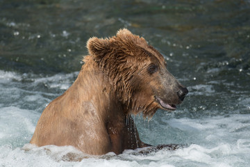 Fototapeta premium Alaskan brown bear at Brooks Falls
