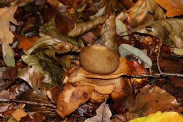 Pilz Erdstern Halskrausenerdstern im Buchenlaub