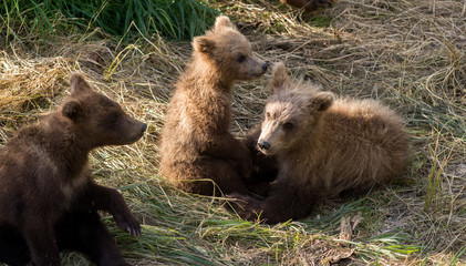 Fototapeta premium Brown bear cubs playing
