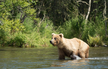 Obraz na płótnie Canvas Alaskan brown bear in water
