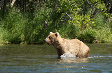 Alaskan brown bear in water