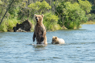 Obraz premium Alaskan brown bear sow and cub