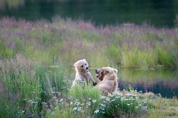 Brown bear sow and cub
