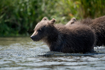Alaskan brown bear cub © Tony Campbell