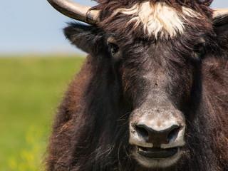 Hey Bub,You Wanna Buy a Watch - Close-up of a Yak staring into the camera.