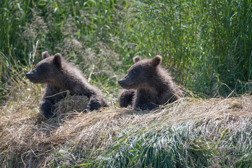 Fototapeta na wymiar Alaskan brown bear cubs