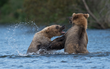 Two Alaskan brown bears playing