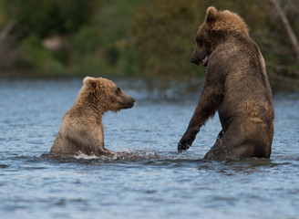 Two Alaskan brown bears playing