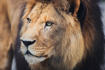 A beautiful portrait of a big wild male lion