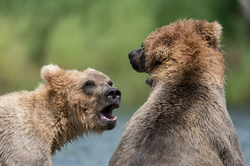 Two Alaskan brown bears fighting