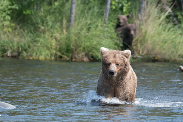Fototapeta na wymiar Alaskan brown bear sow and cubs