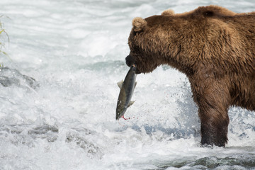 Alaskan brown bear with salmon