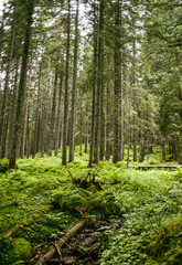 Fototapeta na wymiar Mountain forest 