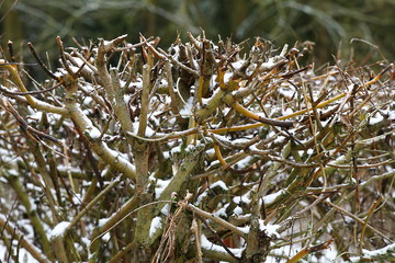 Zaun aus geschnittenen Weidenzweige mit Schnee bedeckt, Salix viminalis
